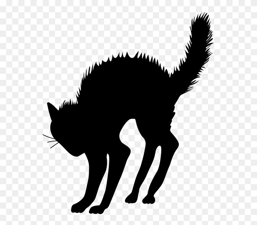 569x673 Halloween Black Cat Transparent Image Halloween Black Cat, Mammal, Animal HD PNG Download