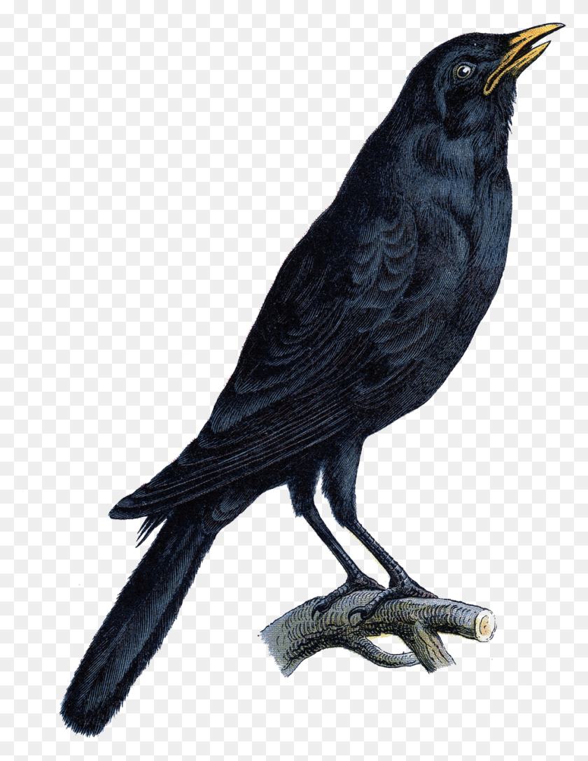 Halloween Crow Photo Crow Tattoo, Bird, Animal, Blackbird HD PNG Download