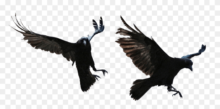 1286x587 Halloween Crow Vector Free Image With Transparent Transparent Background Raven, Bird, Animal, Flying HD PNG Download