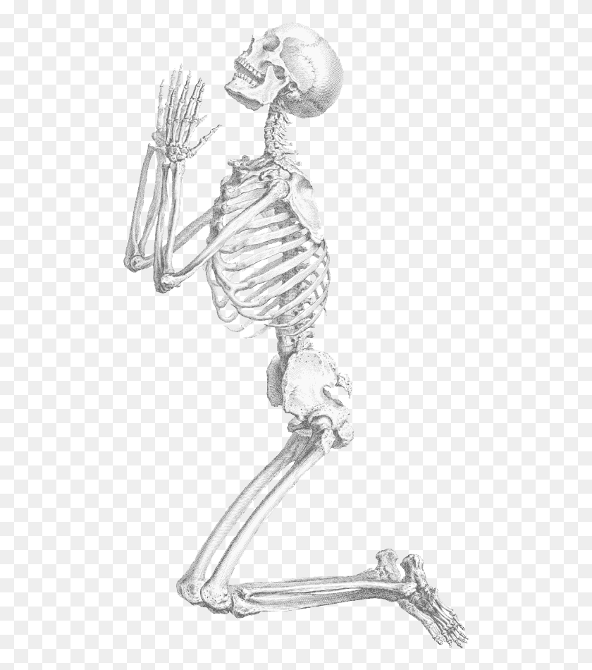 492x890 Хэллоуин Скелет Прозрачный Фон Скелет Без Фона, Птица, Животное Png Скачать