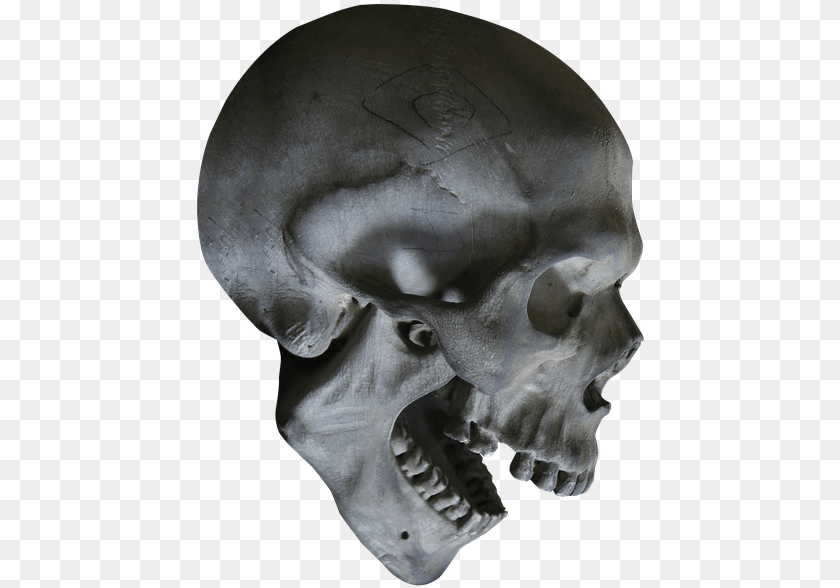 448x588 Halloween Skull Skeleton Skull Head Head Bone Transparent Skull, Person PNG