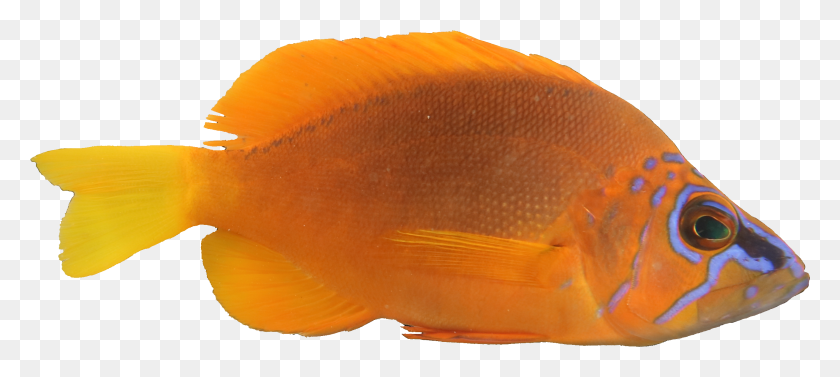 2618x1067 Hamlet Pomacentridae, Рыба, Животное, Золотая Рыбка Hd Png Скачать