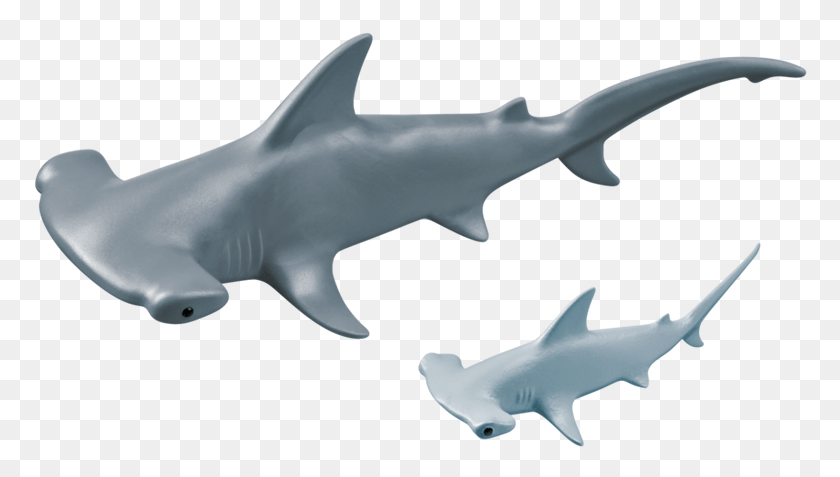 778x417 Акула-Молот Детеныш Акулы-Молота, Морская Жизнь, Рыба, Животное Png Скачать