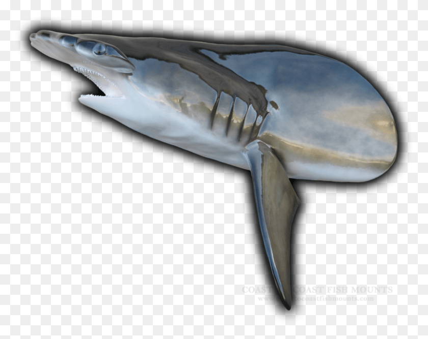 800x623 Hammerhead Shark Head Mount Cut From 118 Fish Replica Humpback Whale, Sea Life, Animal, Great White Shark HD PNG Download