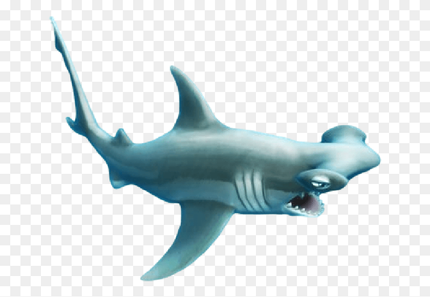 652x521 Акула-Молот Голодная Акула Голова-Молот, Морская Жизнь, Рыба, Животное Png Скачать