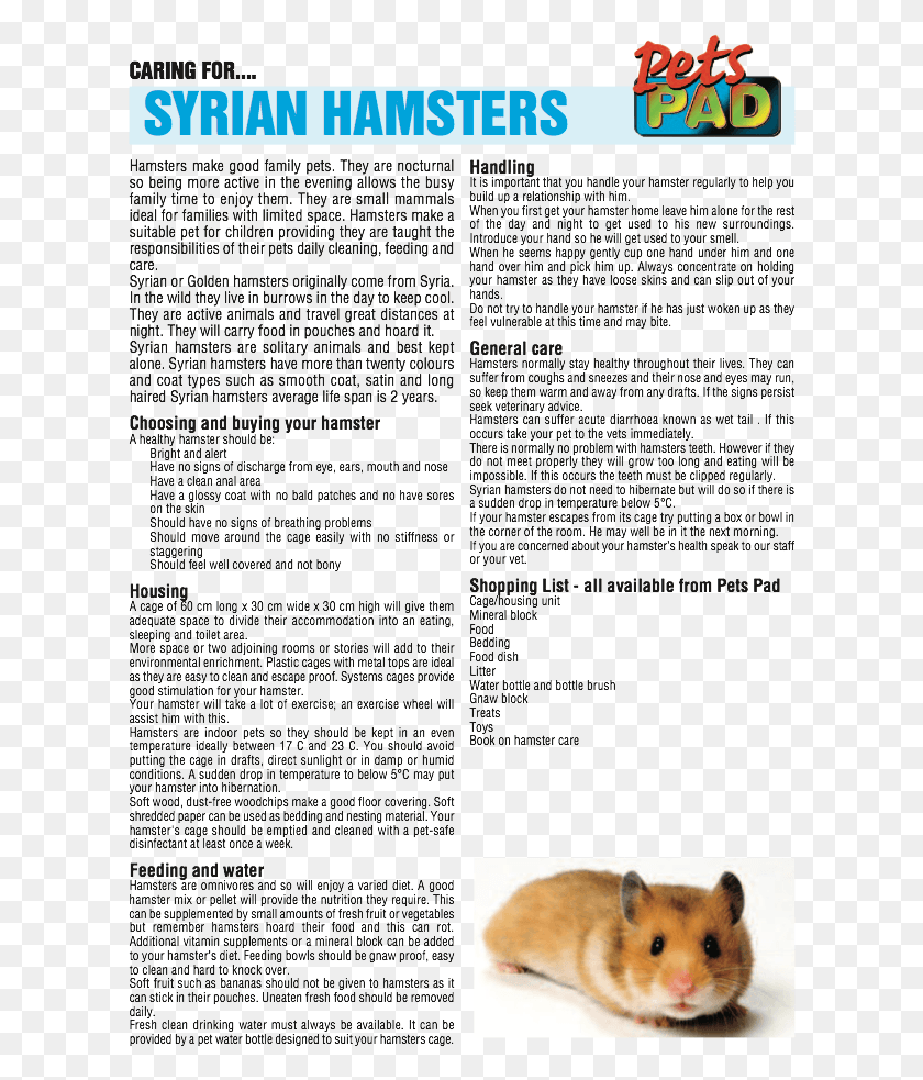 608x923 Hamster Golden Hamster, Text, Dog, Pet HD PNG Download