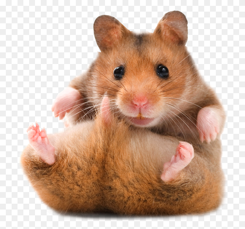 Hamster Transparent Background Teddy Bear Hamster, Rat, Rodent, Mammal HD P...