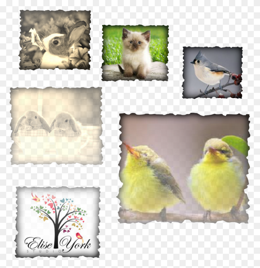904x935 Hamtaro, Bird, Animal, Collage HD PNG Download