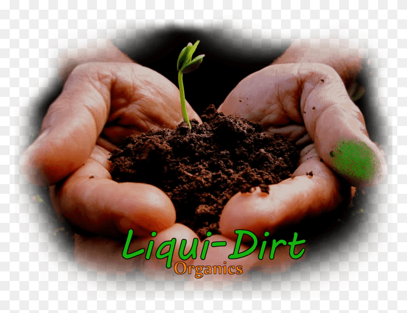 1021x768 Hand, Soil, Plant, Person HD PNG Download
