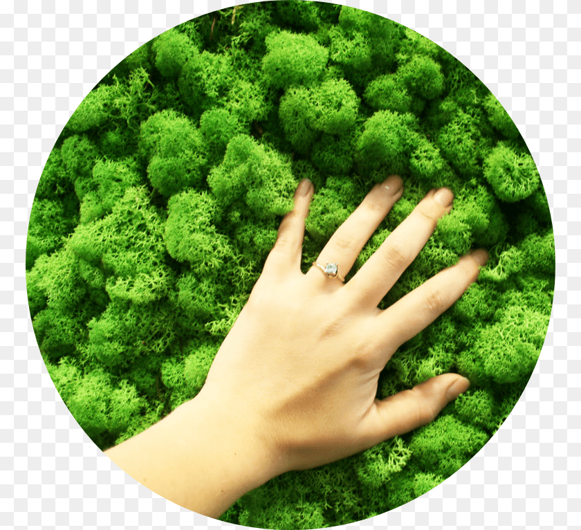 766x766 Hand, Moss, Plant, Vegetation, Person Clipart PNG