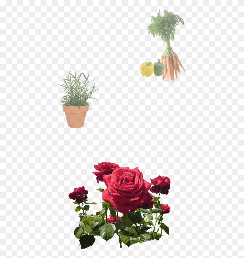 440x826 Садовые Розы Ручной Работы, Растение, Цветок, Цветение Hd Png Скачать