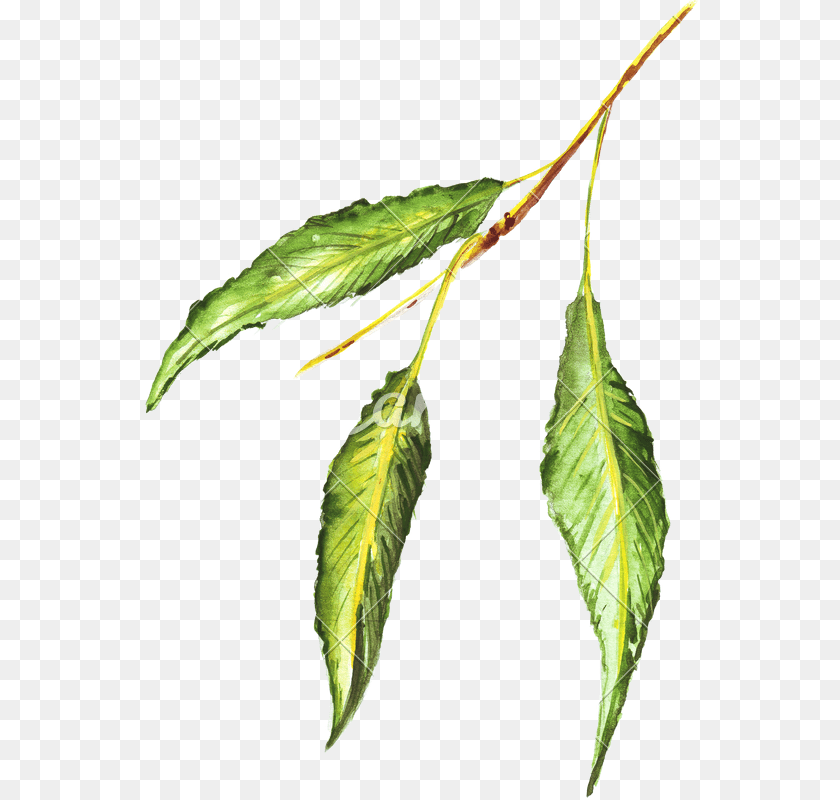 558x800 Hand Drawing Of Colored Pencils Watercolor Green Leaf, Plant, Tree, Annonaceae, Grass Clipart PNG