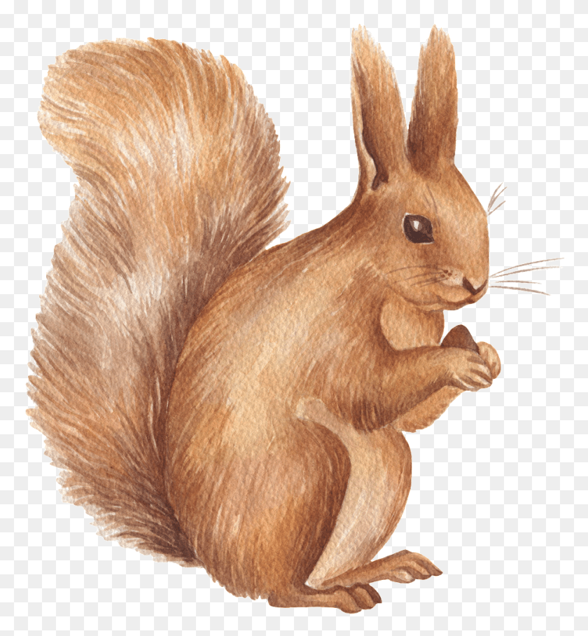 932x1014 Hand Drawn A Little Squirrel Transparent Looking, Rodent, Mammal, Animal HD PNG Download