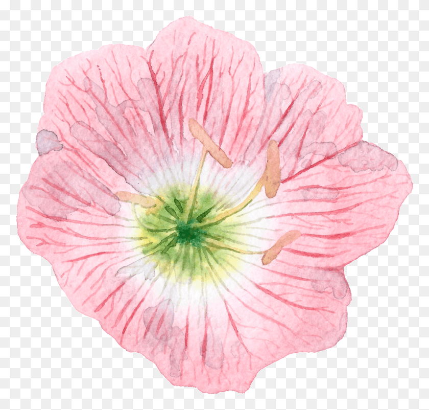 1024x975 Hand Drawn Cartoon Hibiscus Transparente Pink Evening Primrose, Plant, Flower, Blossom HD PNG Download