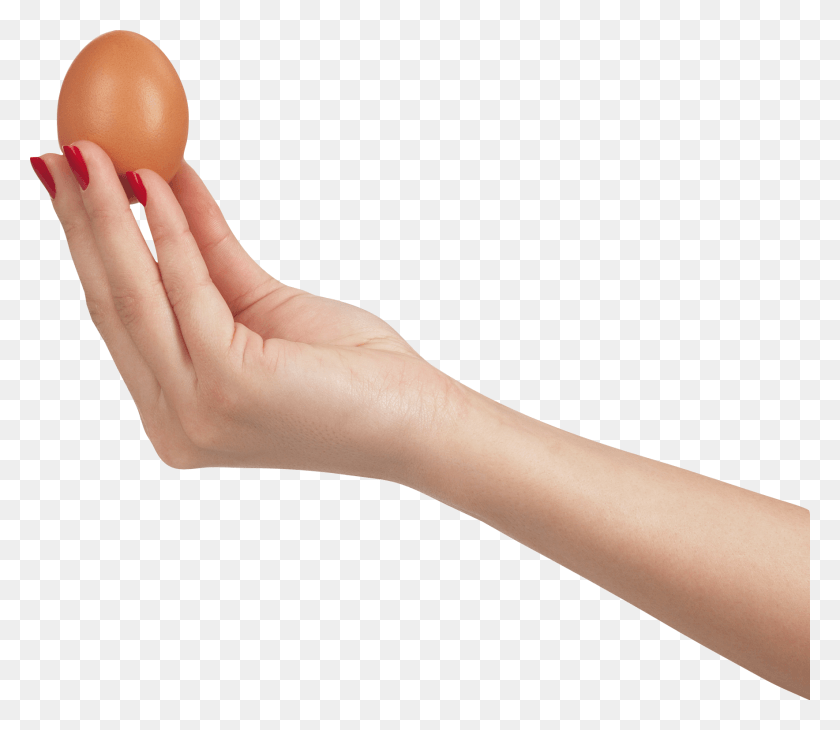 1768x1520 Hand Holding Egg Egg In Hand, Person, Human, Wrist HD PNG Download