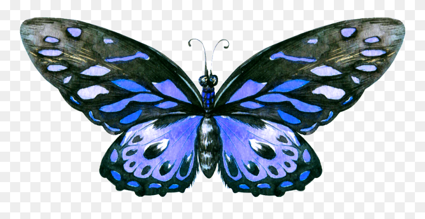 1004x481 Pintado A Mano Una Mariposa Azul Transparente Moteado De Madera Mariposa, Insecto, Invertebrado, Animal Hd Png