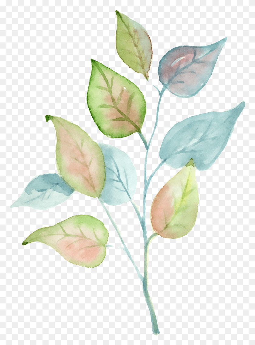 987x1363 Hand Painted A Tricolor Leaf Transparent Rose, Plant, Annonaceae, Tree HD PNG Download
