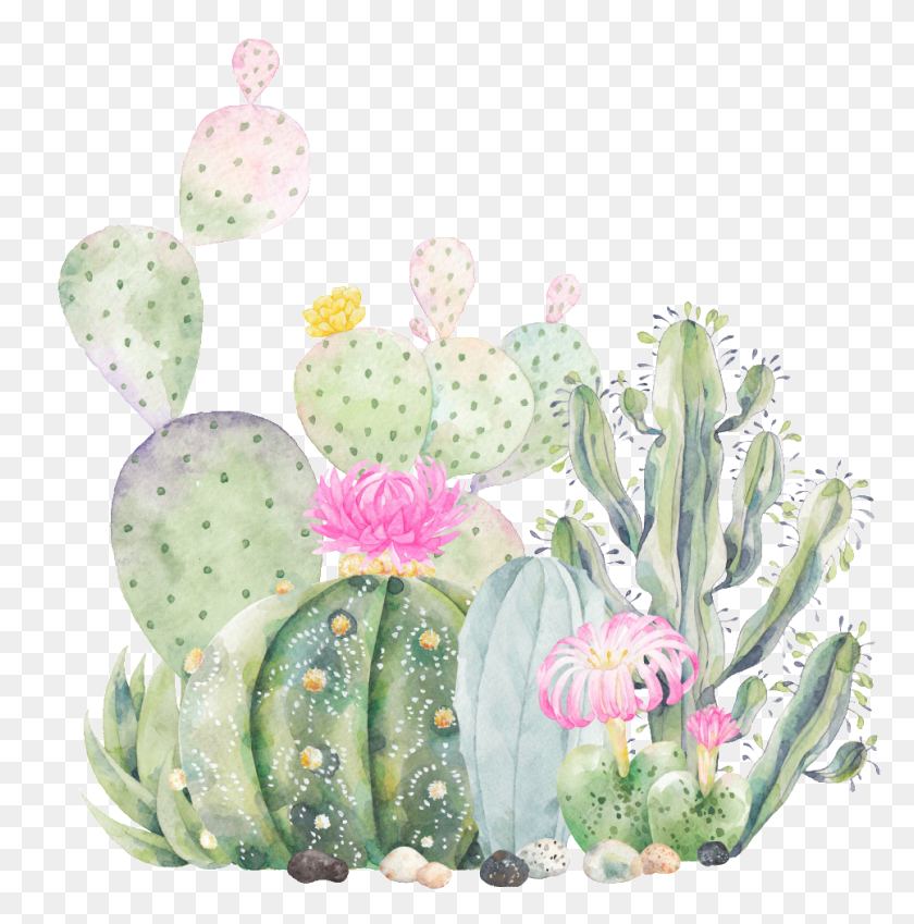 966x978 Hand Painted Cactus Plant Transparent Succulents Logo, Graphics, Birthday Cake HD PNG Download