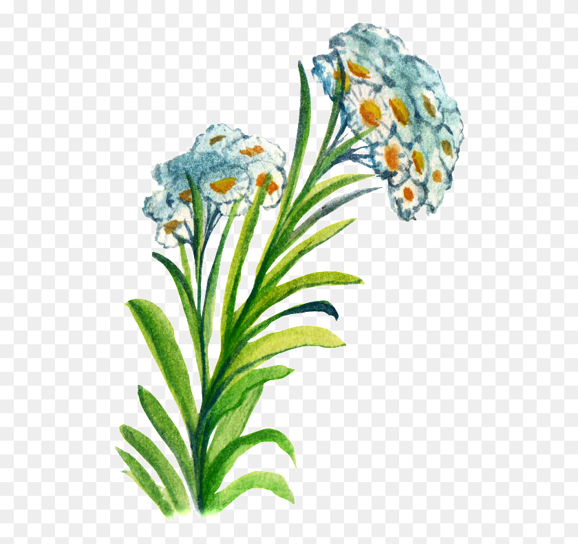 513x730 Hand Painted Flower Cartoon Transparent Watercolor, Plant, Blossom, Anther Descargar Hd Png