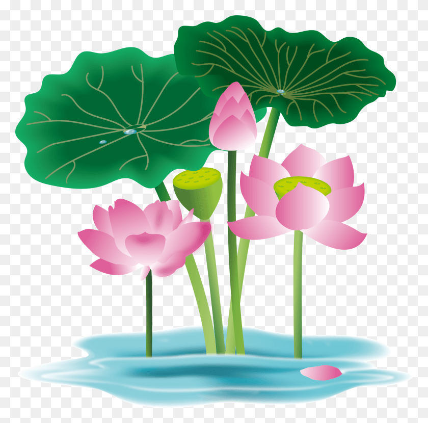2025x2001 Hand Painted Flower Plant Water Lily And Vector Anthurium, Blossom, Petal, Leaf HD PNG Download