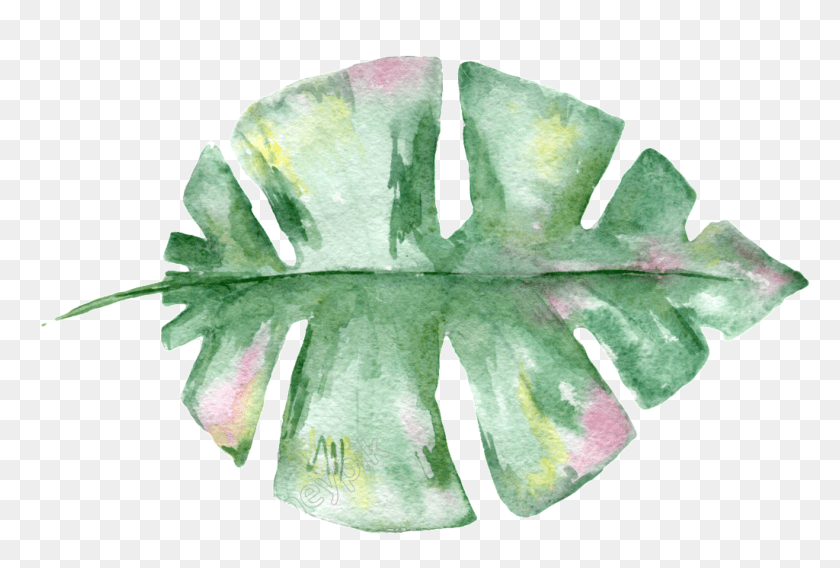 1024x667 Hand Painted Leaf Material Free Transparent Watercolor Leaves, Plant, Rug, Aloe HD PNG Download