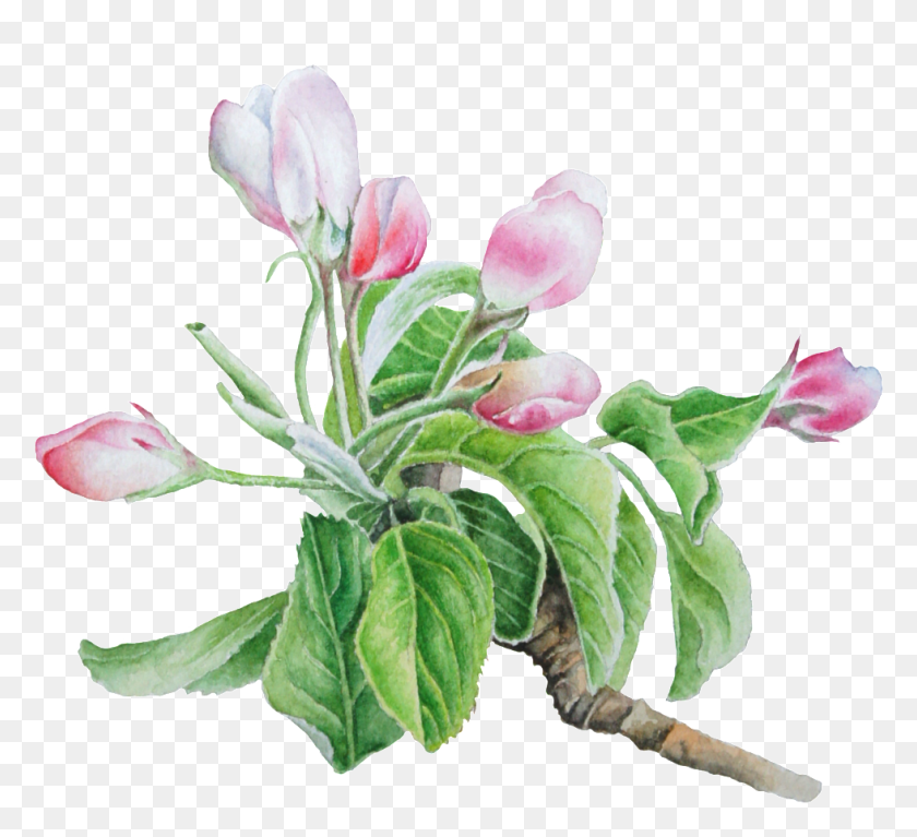979x888 Hand Painted Pale Pink Flower Transparent, Plant, Flower, Blossom Descargar Hd Png