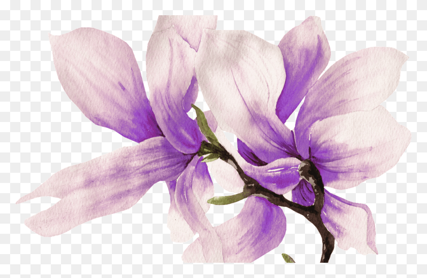 1368x855 Hand Painted Purple Magnolia Flower Transparent Flower, Plant, Geranium, Blossom HD PNG Download
