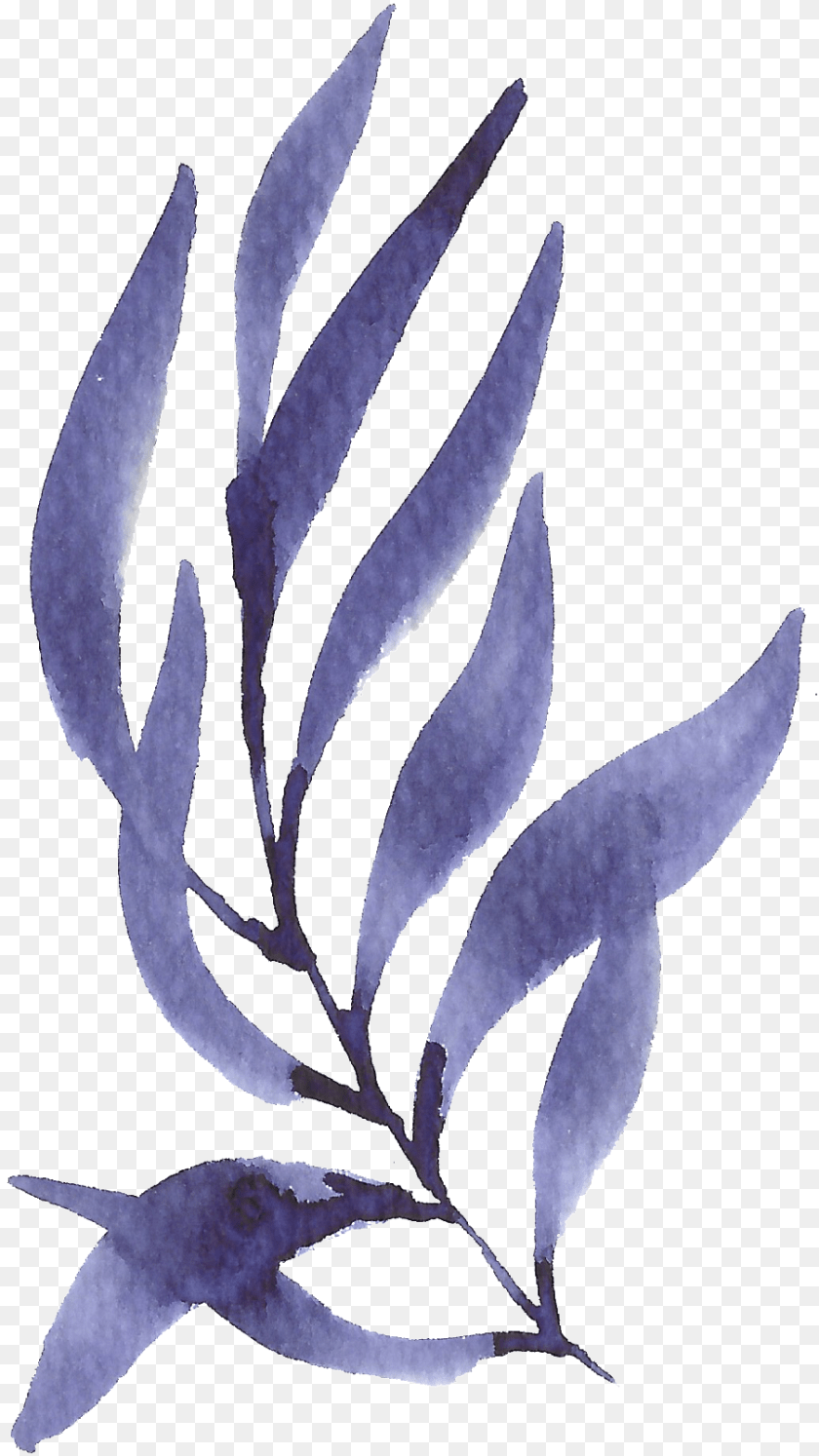 903x1606 Hand Painted Purple Seaweed Watercolor Seaweed Background, Plant, Leaf, Herbs, Herbal Transparent PNG