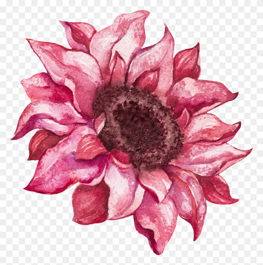 955x963 Ручная Роспись Реалистичный Розовый Цветок Вектор Африканская Ромашка, Растение, Цветок, Цветение Png Скачать