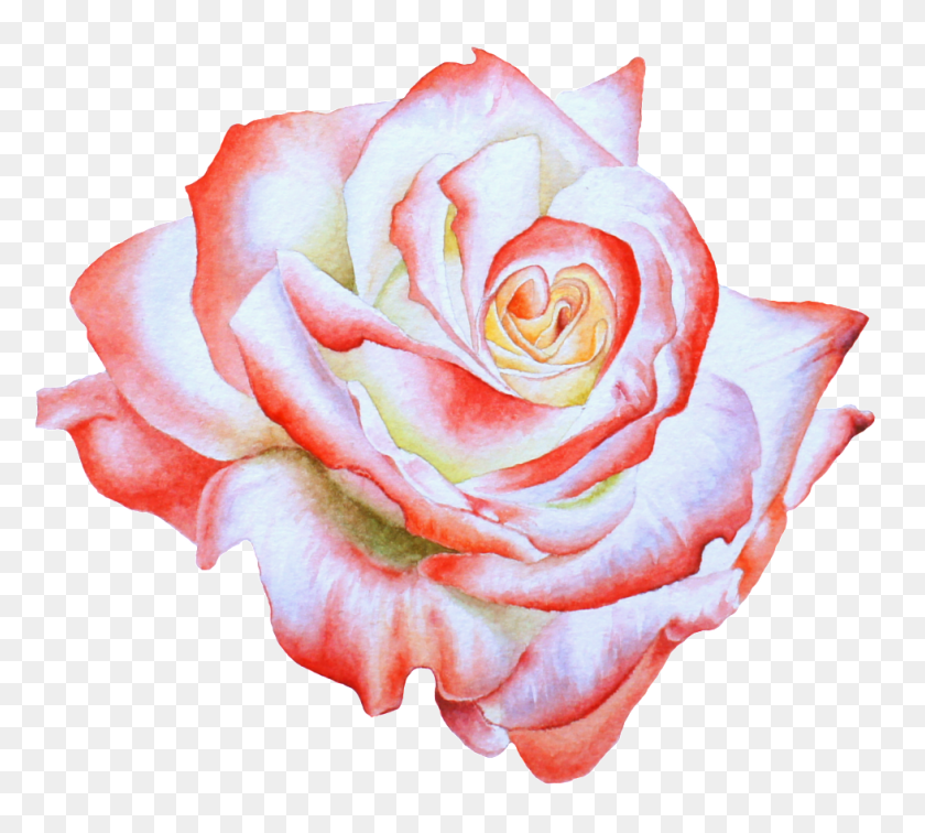 979x874 Hand Painted Side View Rose Flower Transparent, Rose, Flower, Plant Descargar Hd Png