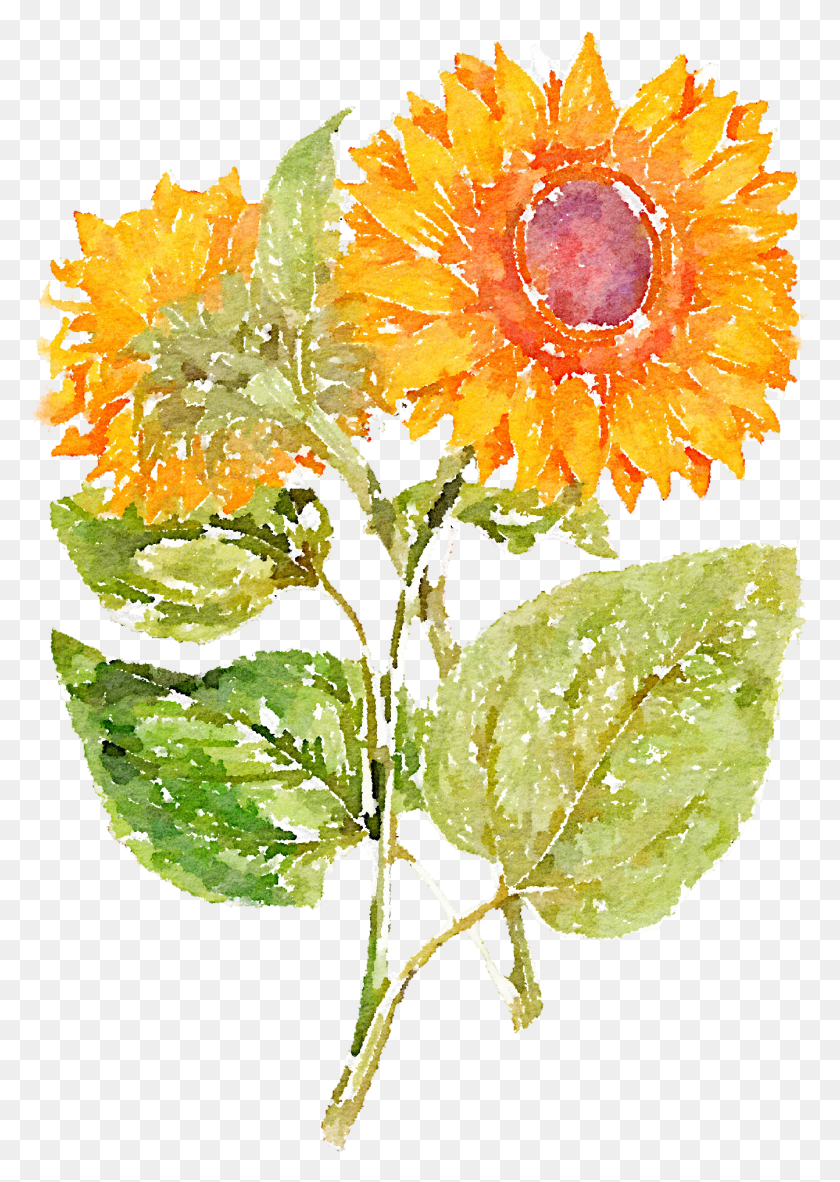 1342x1932 Hand Painted Sunflowers 13662048 Transprent Girasol Pintado A Mano, Plant, Flower, Blossom HD PNG Download