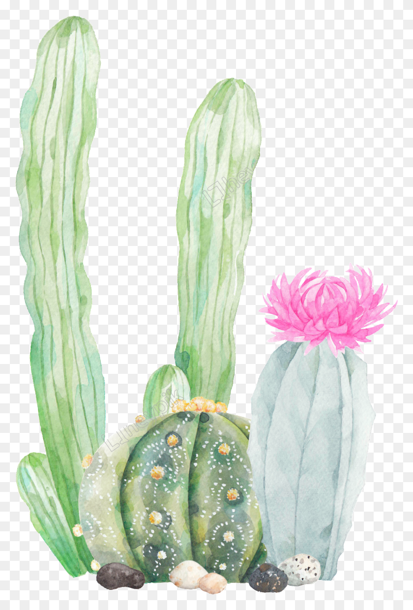 927x1403 Hand Painted Three Kinds Of Cactus Cactus Transparent, Plant HD PNG Download