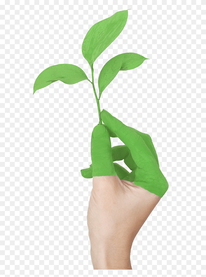 573x1069 Hand With Leaf Growing From Clean Air Due To Green, Plant, Person, Human HD PNG Download