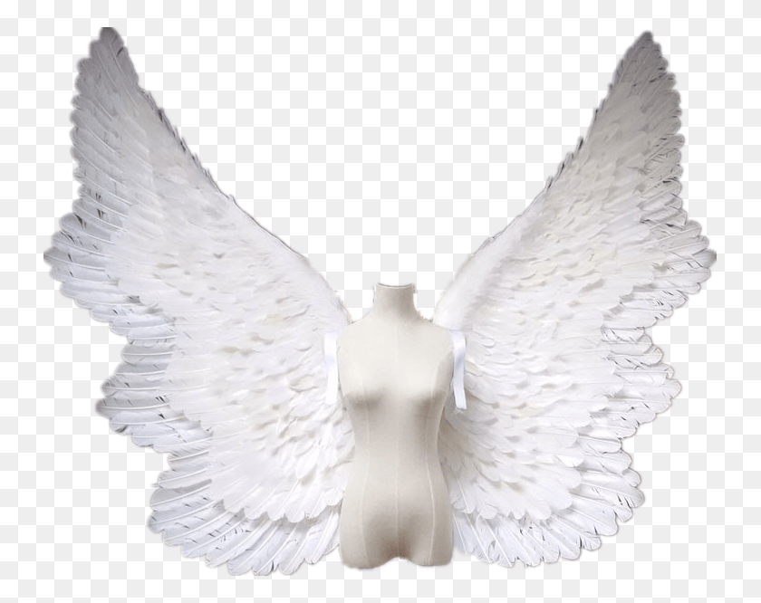 743x606 Handmade Adult Fairy Wings For Theme Parties Asas De Anjo Adulto, Bird, Animal, Dove HD PNG Download