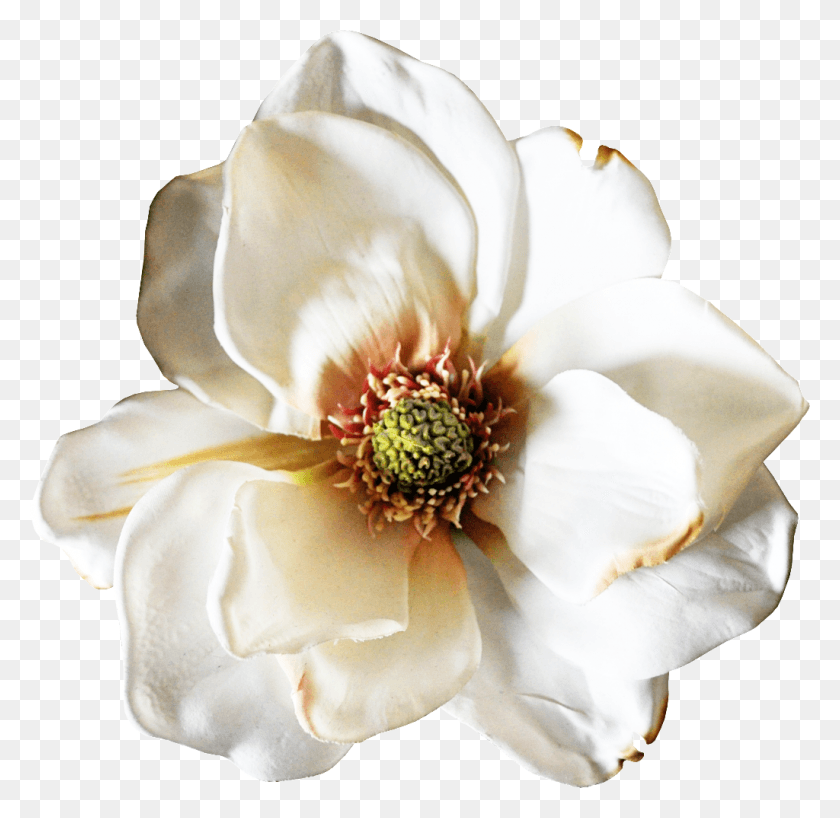 1024x996 Ручная Роспись Реалистичные Белые Цветы Прозрачный Искусственный Цветок, Растение, Роза, Цветение Png Скачать