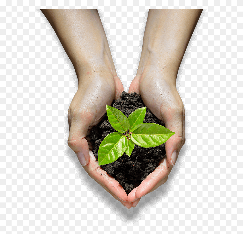 589x749 Hands Holding A Seedling Flowerpot, Person, Human, Plant HD PNG Download