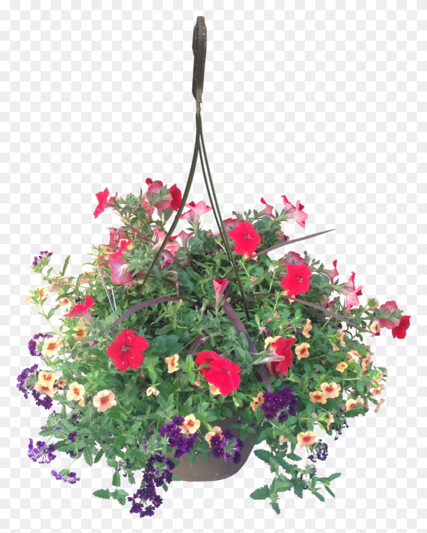 781x990 Hanging Basket Calypso Wholesale Petunia, Plant, Geranium, Flower HD PNG Download