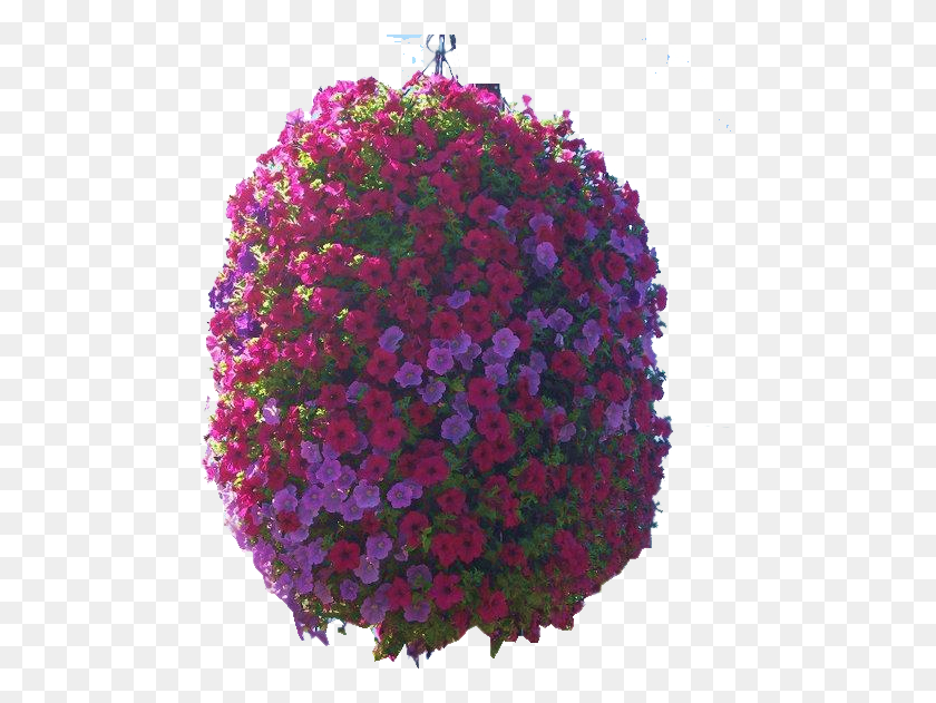 483x571 Подвесная Корзина Pericallis, Растение, Цветок, Цветение Hd Png Скачать