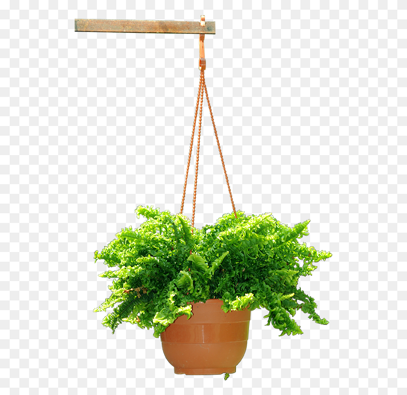 533x755 Hanging Plant Flowerpot, Potted Plant, Vase, Jar HD PNG Download
