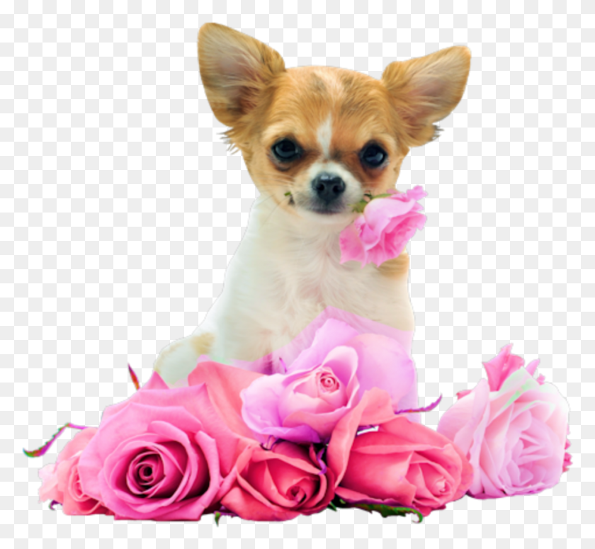 1185x1087 Descargar Png Feliz Cumpleaños Chiwawa, Cachorro, Perro, Mascota Hd Png