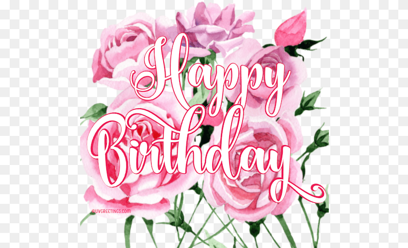 513x511 Happy Birthday Floral Stickers Perfect For Whatsapp Nice Happy Birthday Flower, Plant, Rose, Petal Sticker PNG