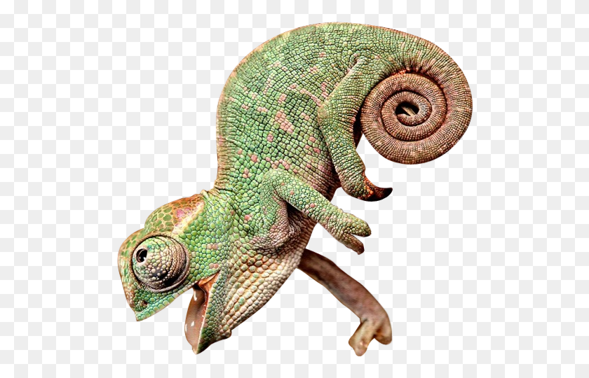 510x480 Happy Chameleon Looking Up With Mouth Open Chameleon With Its Mouth Open, Lizard, Reptile, Animal HD PNG Download