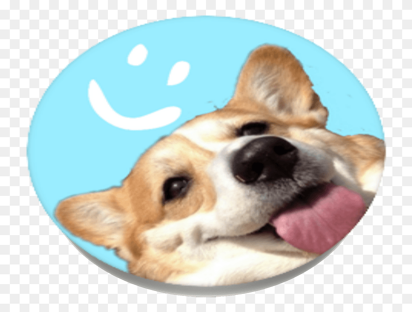 736x577 Happy Corgi Popsockets Pembroke Welsh Corgi, Dog, Pet, Canine HD PNG Download