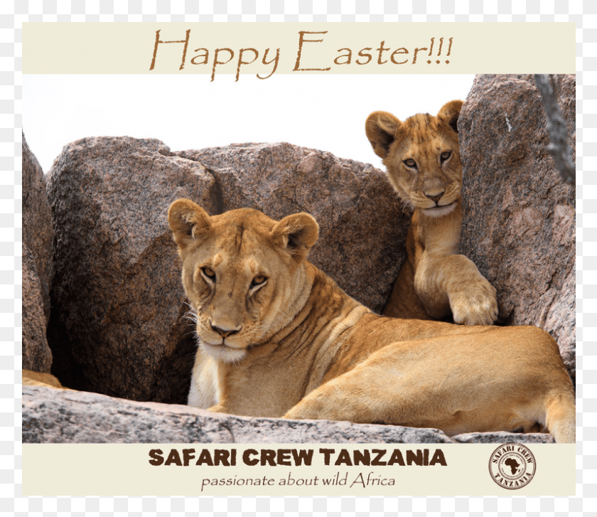 796x681 Happy Easter Cougar, Lion, Wildlife, Mammal HD PNG Download