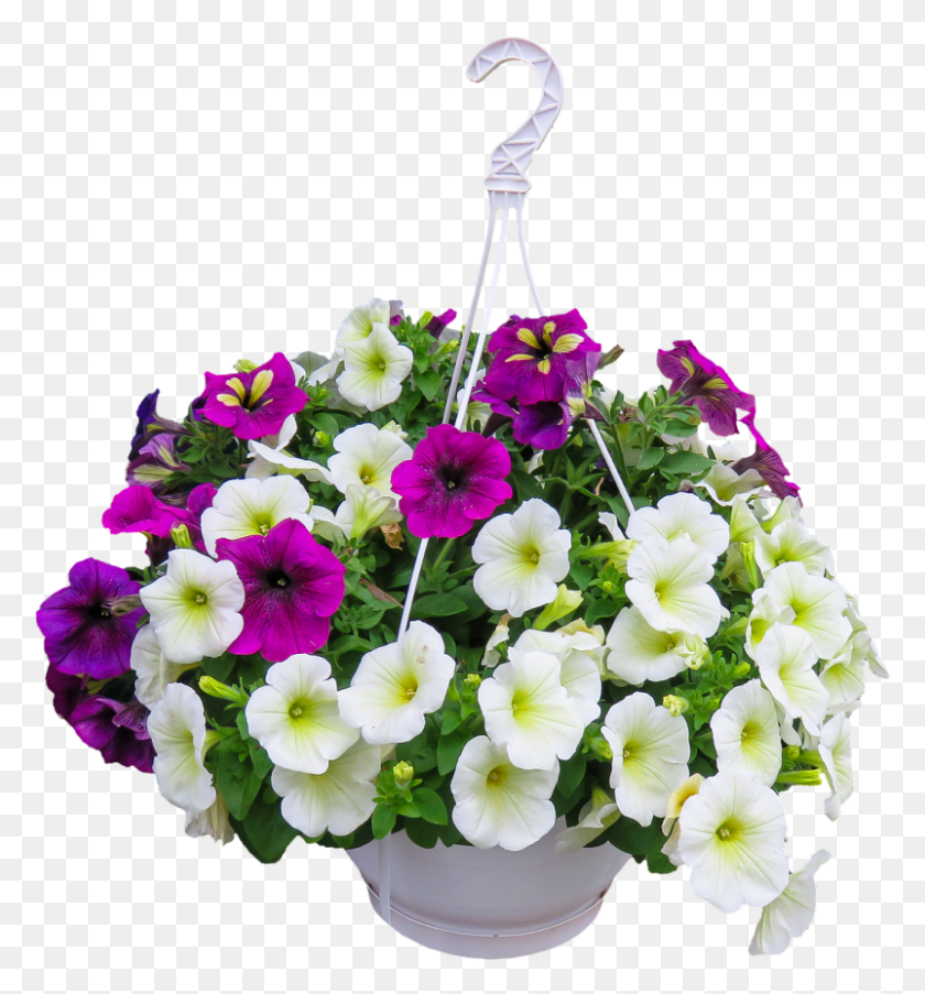 802x867 Happy Hanging Baskets Flower, Plant, Blossom, Geranium HD PNG Download