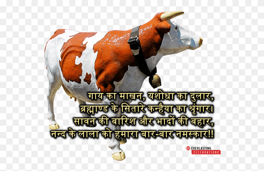 564x484 Descargar Png Feliz Janmashtami En Hindi Mensajes Ganado, Vaca, Mamífero, Animal Hd Png