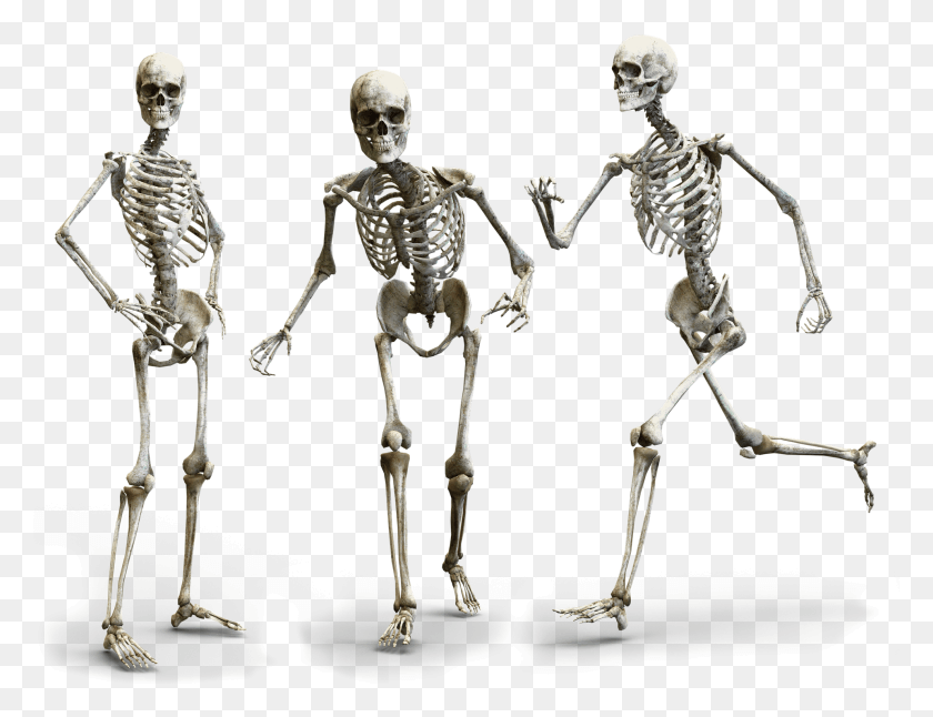 1921x1444 Счастливая Семья Скелетов Не Нуждается В Чрезмерно Раздутом Потребительском Человеческом Скелете Прозрачный, Человек Hd Png Скачать