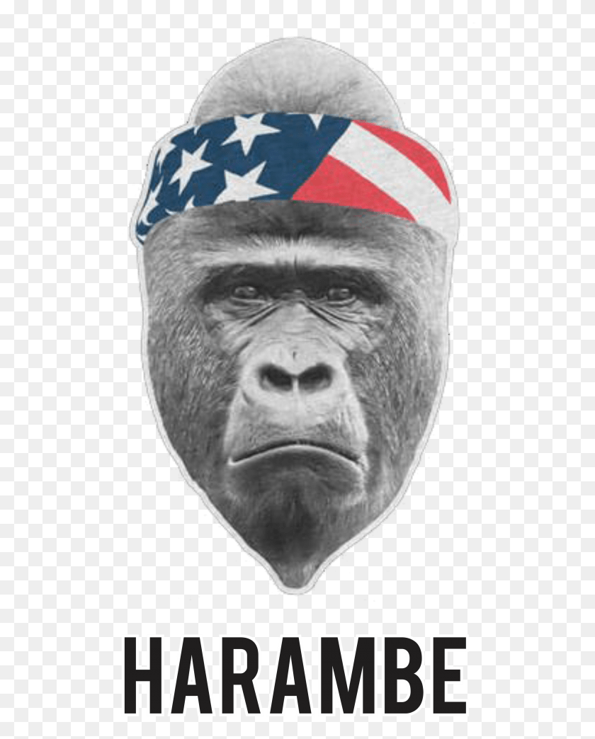 505x984 Harambe Headband Harambe Meme With Transparent Background, Ape, Wildlife, Mammal HD PNG Download