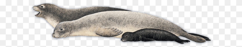 Harbor Seal, Animal, Mammal, Sea Life, Sea Lion PNG