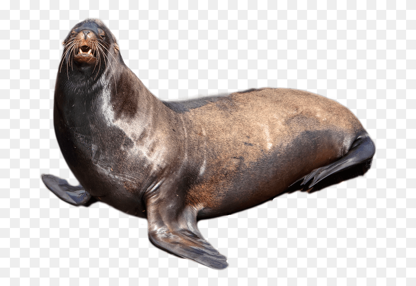 683x517 Harbor Seal Seal, Sea Lion, Mammal, Sea Life HD PNG Download
